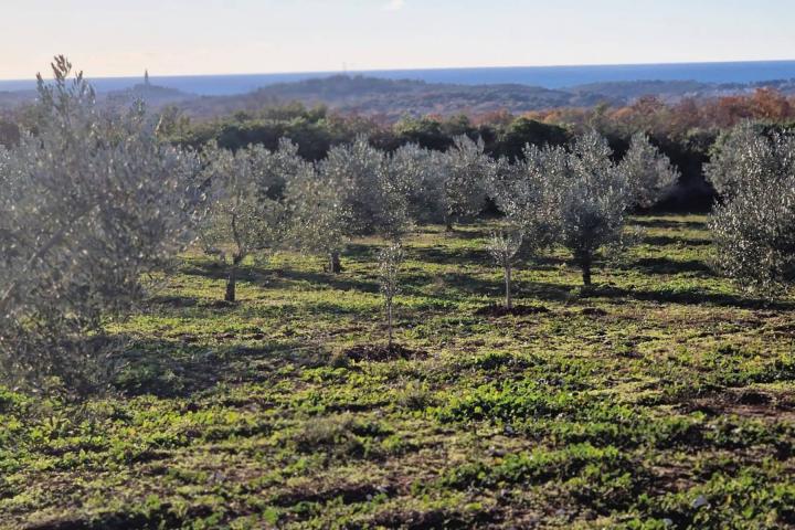 Istra, Rovinj, projekt s dozvolom za gradnju kuće 120m2 na zemljištu s maslinikom 16000m2 