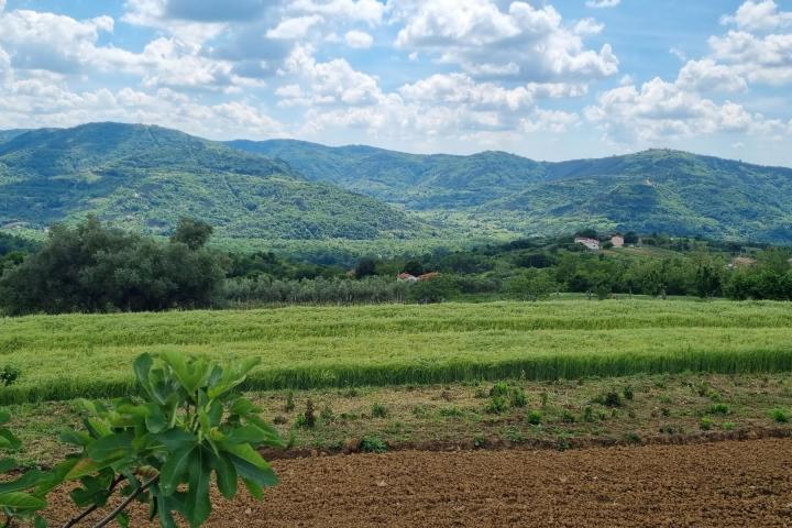 Istra, Buzet, građevinsko zemljište s pogledom na zelenilo  u pravoj oazi mira