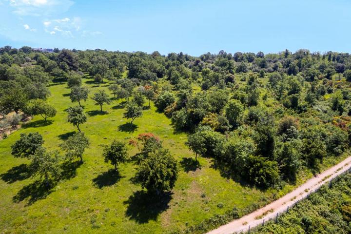 Istra, Tar - građevinsko zemljište 1. red do mora sa panoramskim pogledom