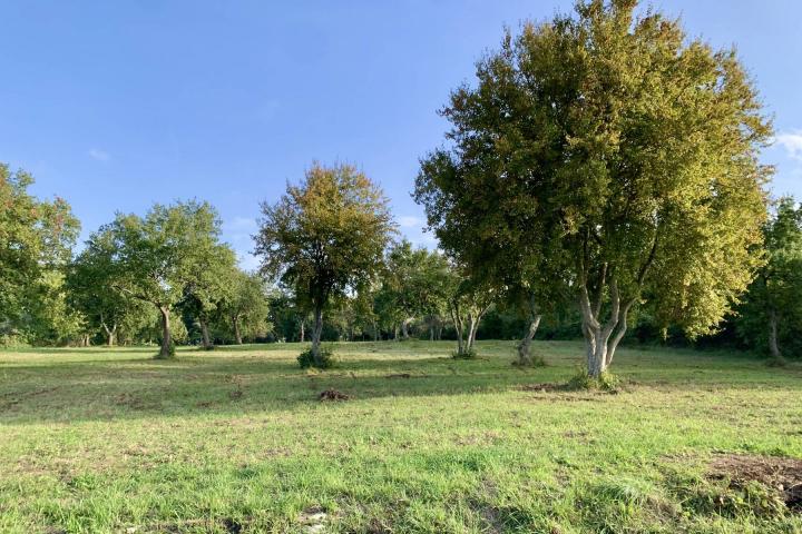 Istra, Tar - građevinsko zemljište 1. red do mora sa panoramskim pogledom