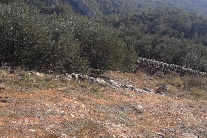 Hvar, Zastražišće, poljoprivredno zemljište, s pogledom na more