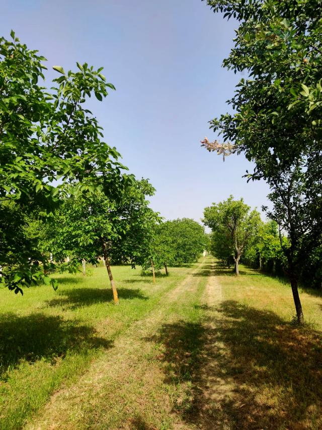 Vikendica s velikom okućnicom - Zmajevac