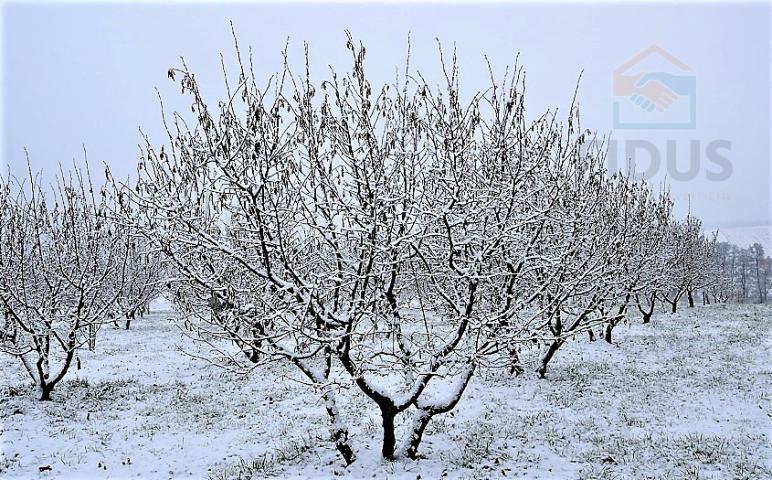 Ekološki nasad lijeske s mehanizacijom - okolica Daruvara