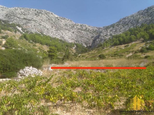 Poljoprivredno zemljište, pogled na more, 5145m2, Hvar