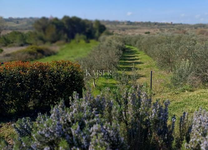 Zadar -luksuzna vila  s bazenom u oazi  zelenila