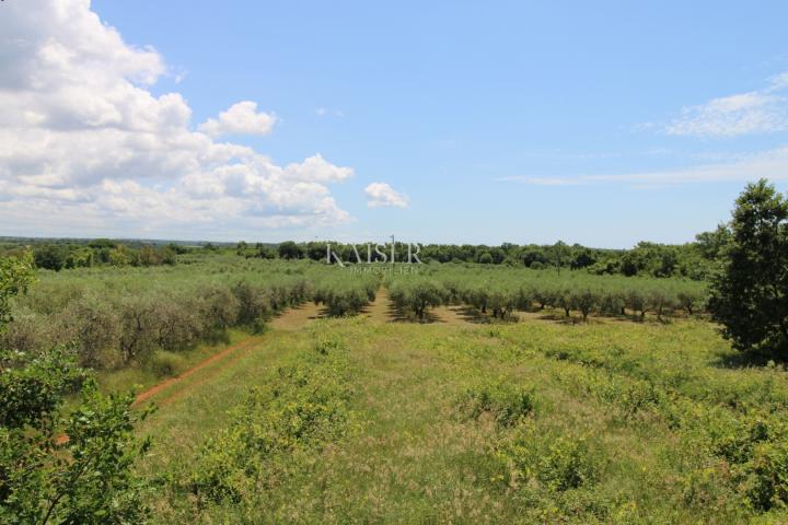 Istrien - Poreč, Baugrundstück 500 m zum Meer, T1-Zone