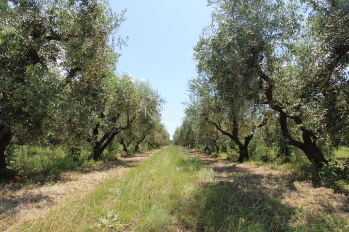 Istria - Poreč, building plot 500 m to the sea, T1 zone