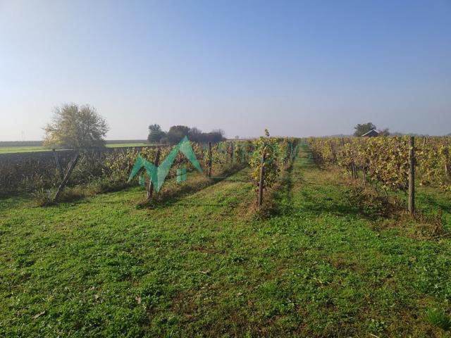  Temerin. Zemljište površine 4. 3ha na glavnom putu za Bečej.  