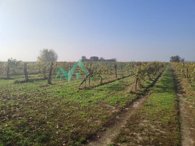  Temerin. Zemljište površine 4. 3ha na glavnom putu za Bečej.  