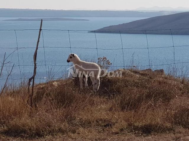 Luksuzna villa na Pagu, PRVI RED DO MORA !