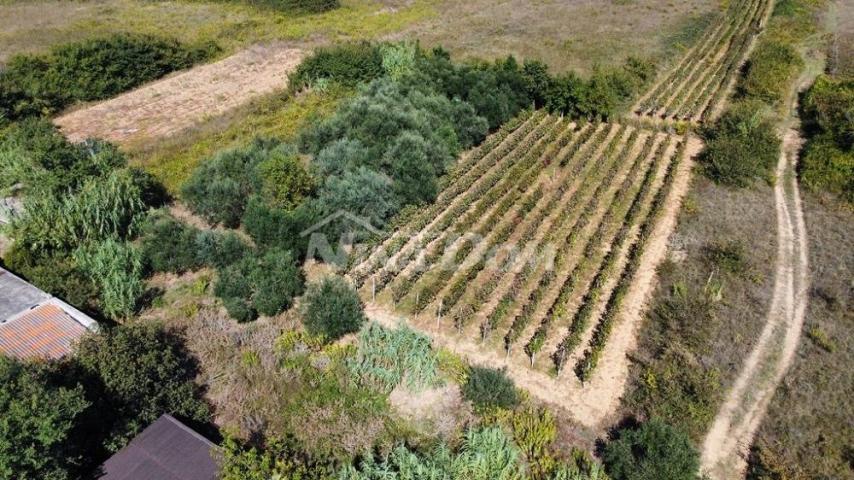 Obiteljska nekretnina s lijepim maslinikom i vinogradom