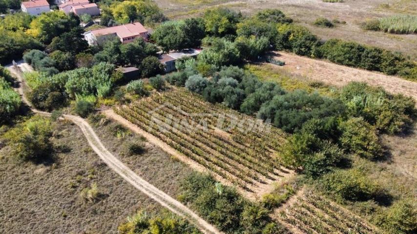 Obiteljska nekretnina s lijepim maslinikom i vinogradom