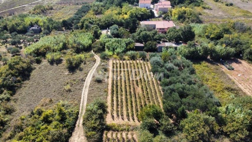 Obiteljska nekretnina s lijepim maslinikom i vinogradom