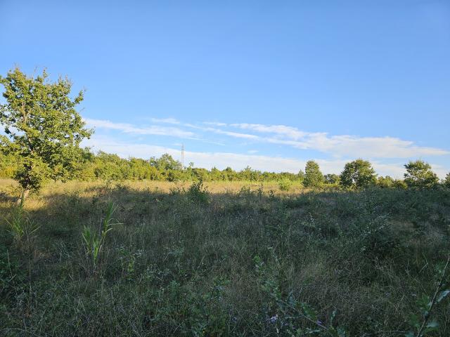 An olive grove with 170 young olive trees in the vicinity of Tara near Poreč and near the sea