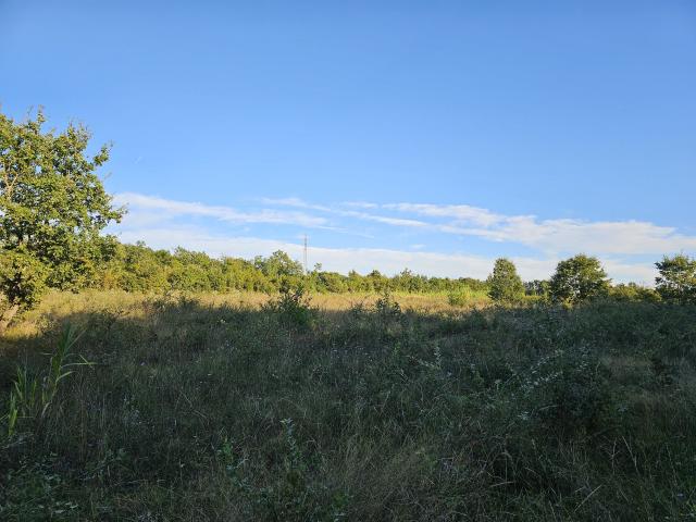 An olive grove with 170 young olive trees in the vicinity of Tara near Poreč and near the sea