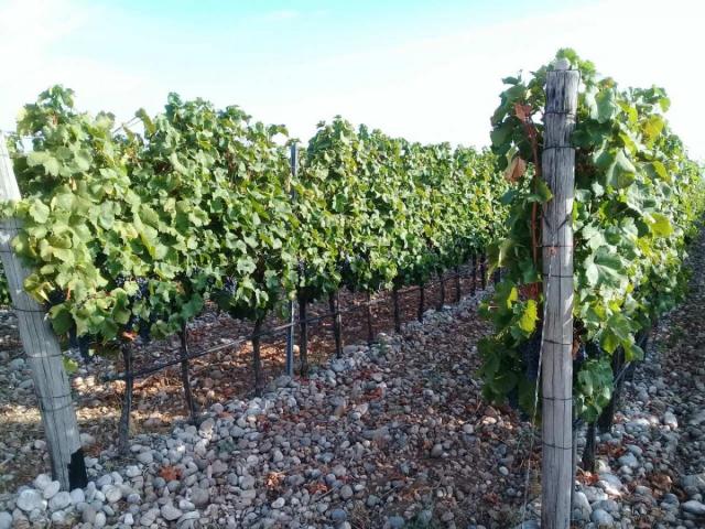 Plot with vineyards in Podgorica for sale