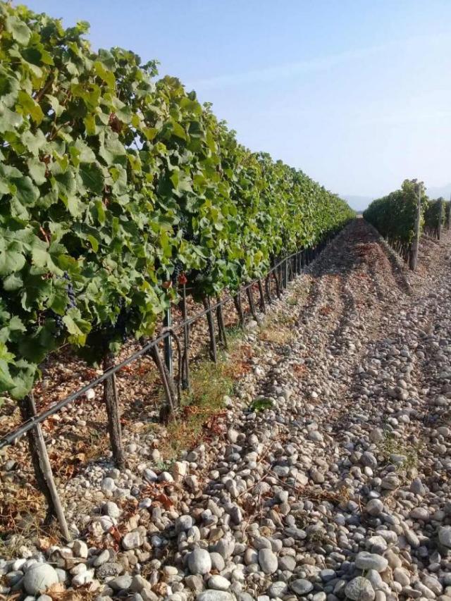 Plot with vineyards in Podgorica for sale