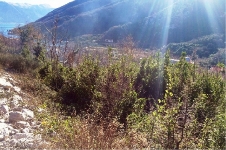 Urbanized plot for sale in Morinj, Kotor