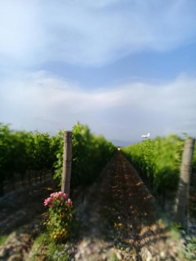 Plot with vineyards in Podgorica for sale