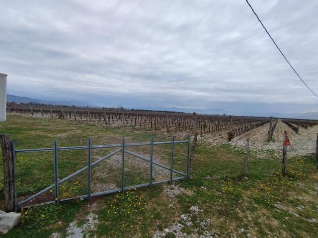 Plot with vineyards in Podgorica for sale