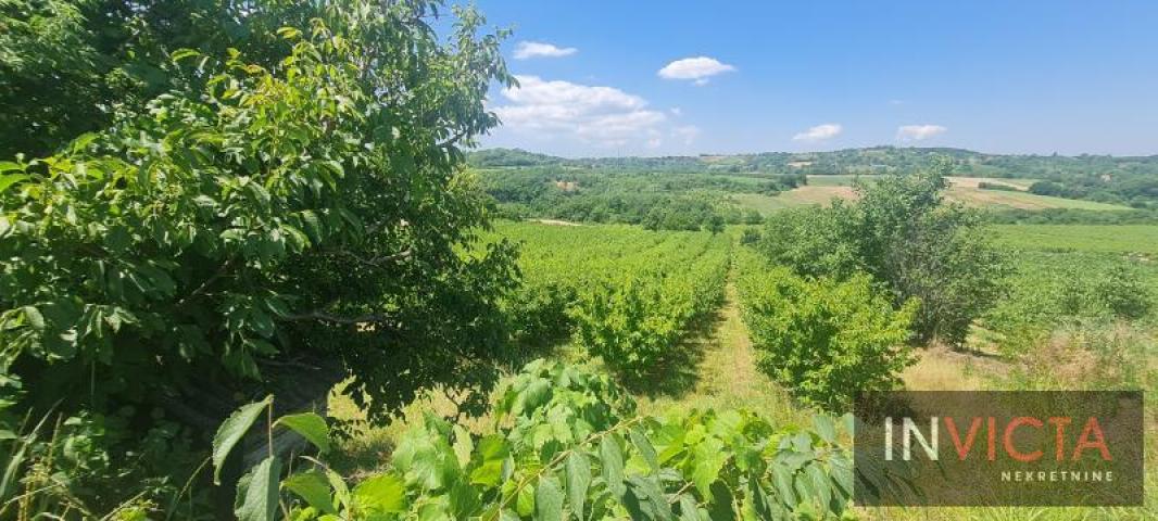 Poljoprivredno zemljište, plantaža - Sr. Karlovci