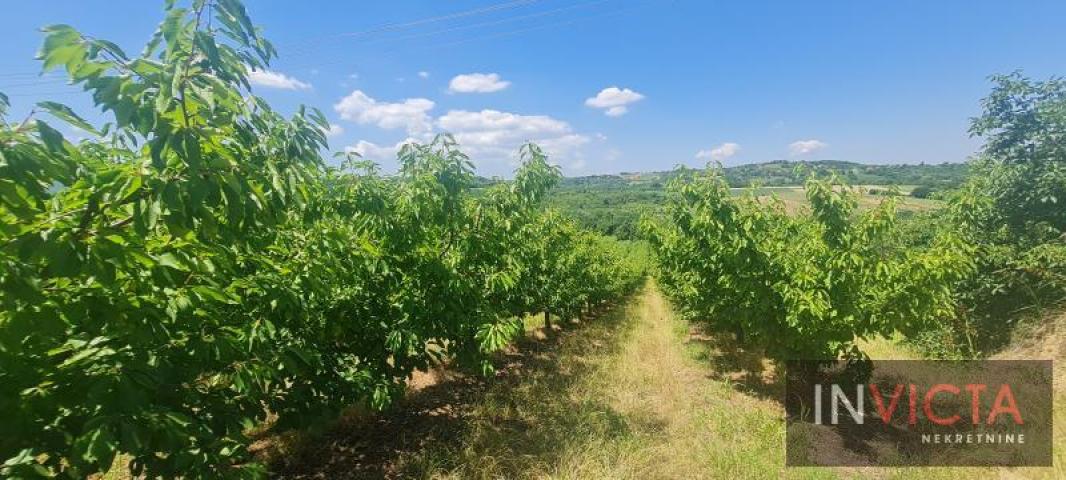 Poljoprivredno zemljište, plantaža - Sr. Karlovci