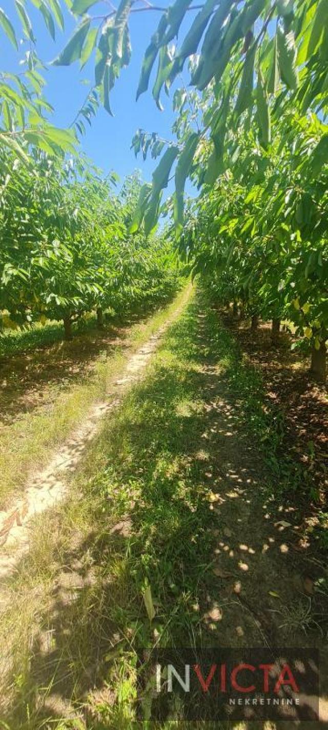 Poljoprivredno zemljište, plantaža - Sr. Karlovci