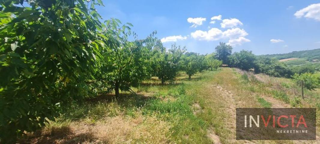 Poljoprivredno zemljište, plantaža - Sr. Karlovci