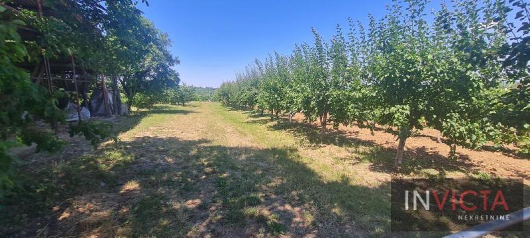 Poljoprivredno zemljište, plantaža - Sr. Karlovci