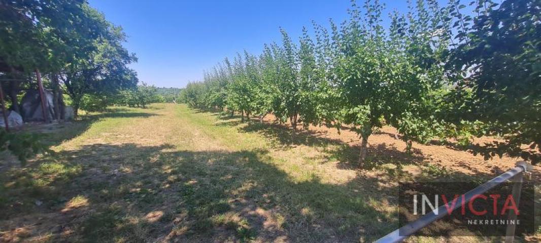 Poljoprivredno zemljište, plantaža - Sr. Karlovci