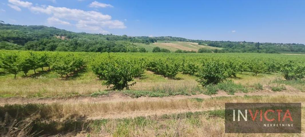 Poljoprivredno zemljište, plantaža - Sr. Karlovci