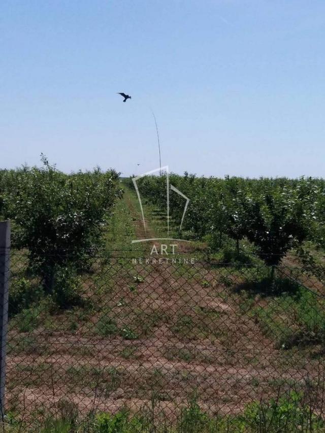 Vojvodina, Čenta, 13h zasad ID#4701