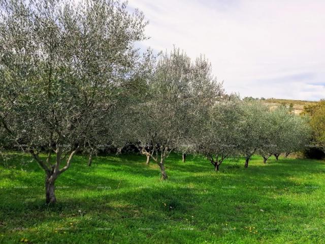 Kuća Prodajemo kuću u Vižinadi