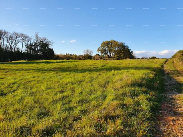 Landwirtschaftsgrundstück Verkauf von landwirtschaftlichen Flächen, Pula, Montešerpo