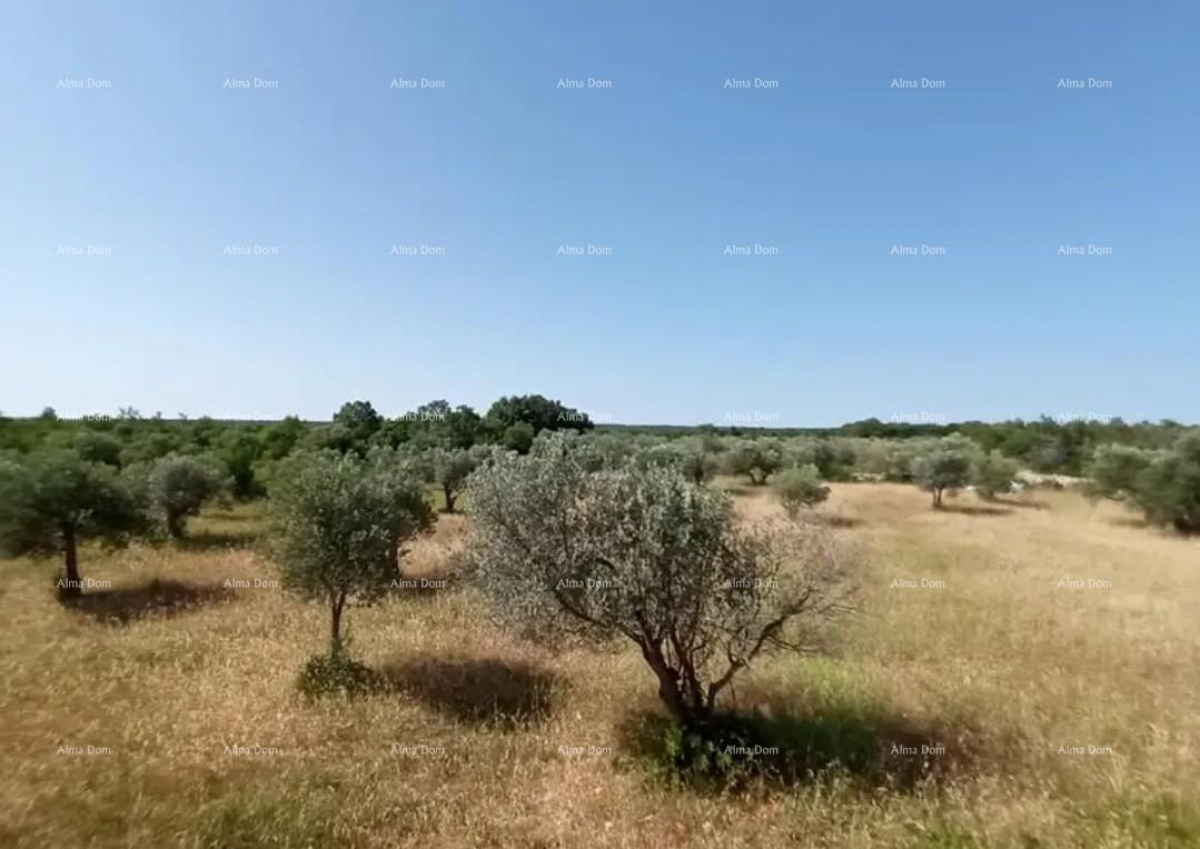 Poljoprivredno zemljište Odlično zemljište sa 30 stabala maslina!