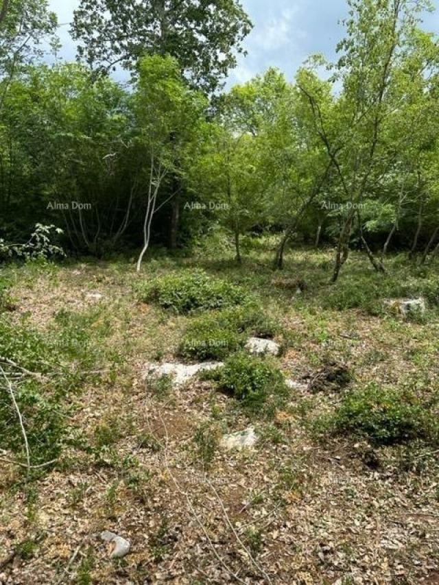 Landwirtschaftsgrundstück Landwirtschaftliche Fläche zum Verkauf (Wald), 7 km von Poreč entfernt