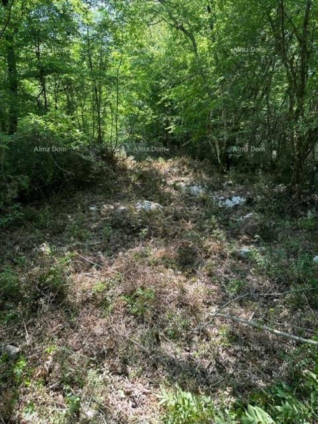 Poljoprivredno zemljište Prodajem poljoprivredno zemljište ( šuma ) 7 km od Poreča