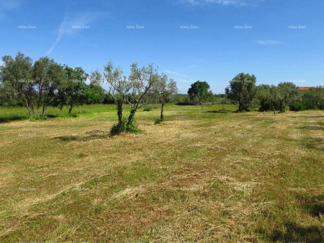 Landwirtschaftsgrundstück