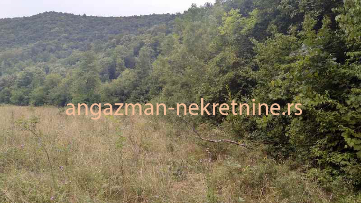 Boljevac, Rtanj – Jablanica - 77, 11ari ID#19054