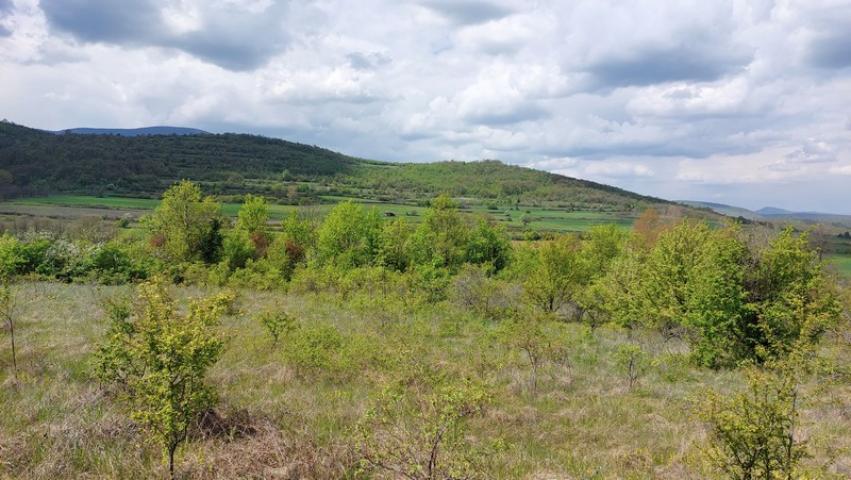 Zaječar – Gornja bela reka 31kvm-1ha 44a 11kvm ID#21435