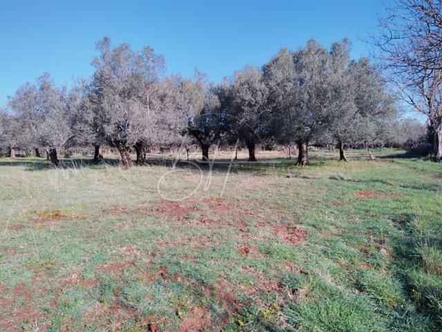 Land Galižana, Vodnjan, 7.673m2