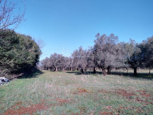 Land Galižana, Vodnjan, 7.673m2