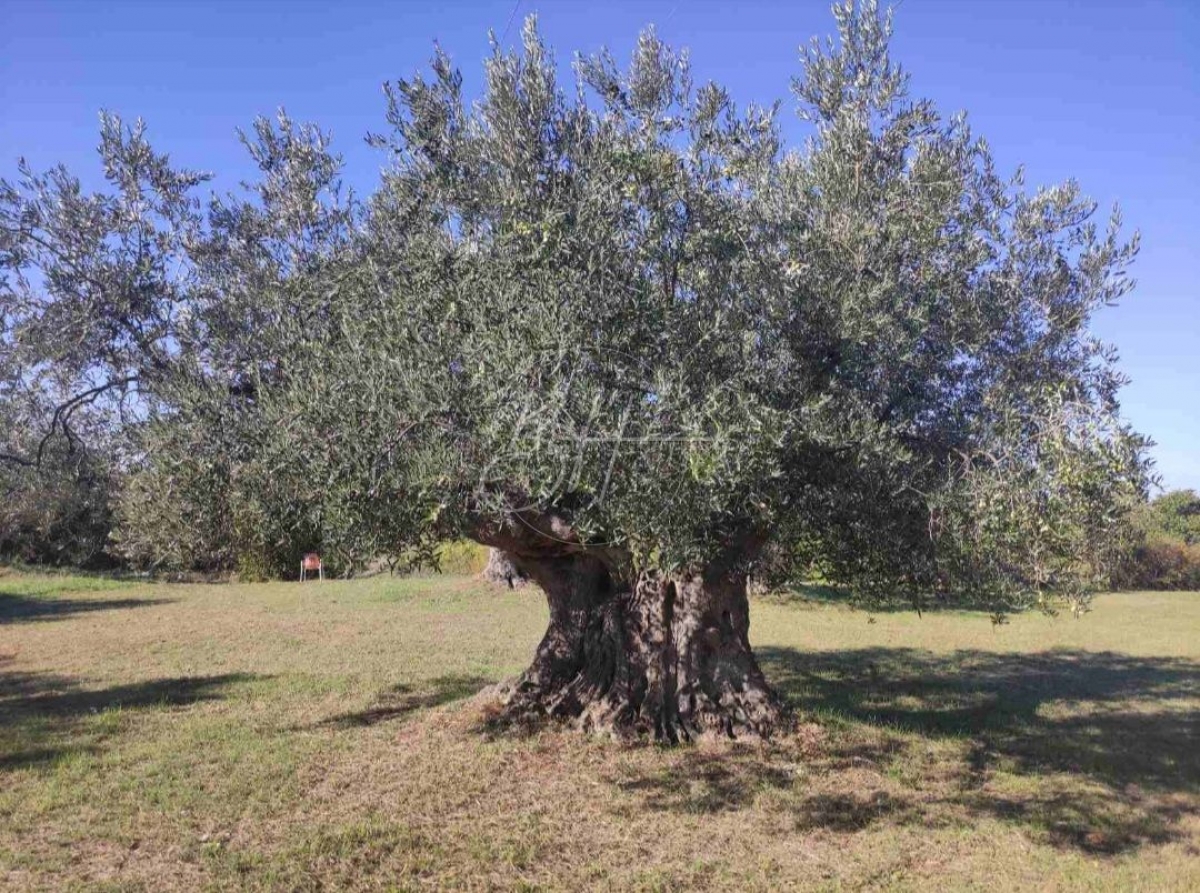 Veliko poljoprivredno zemljište sa maslinama