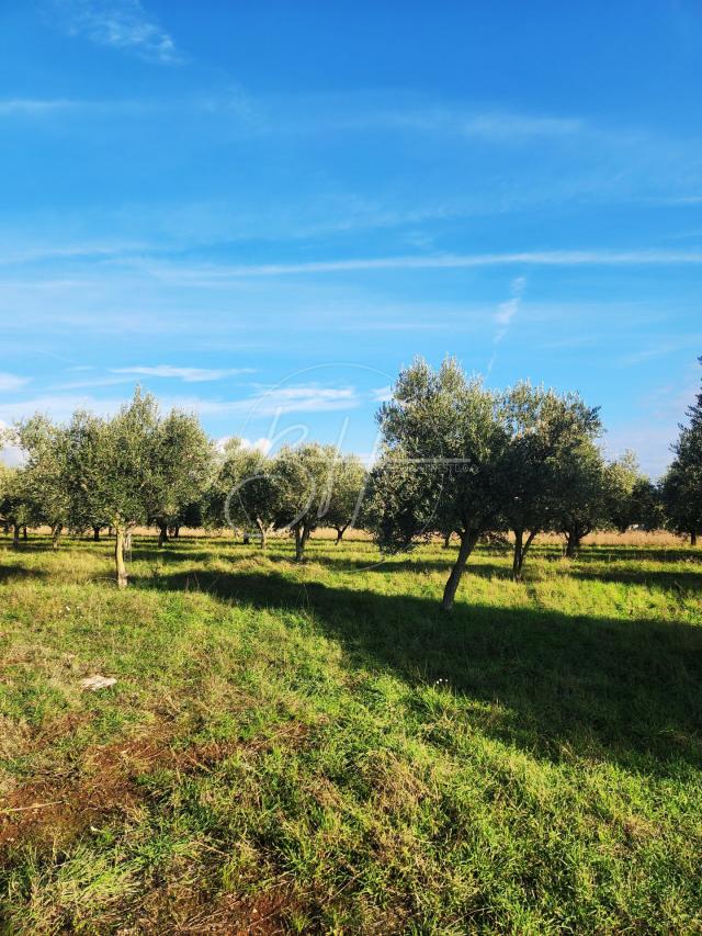 Olivenhain in sehr attraktiver Lage!