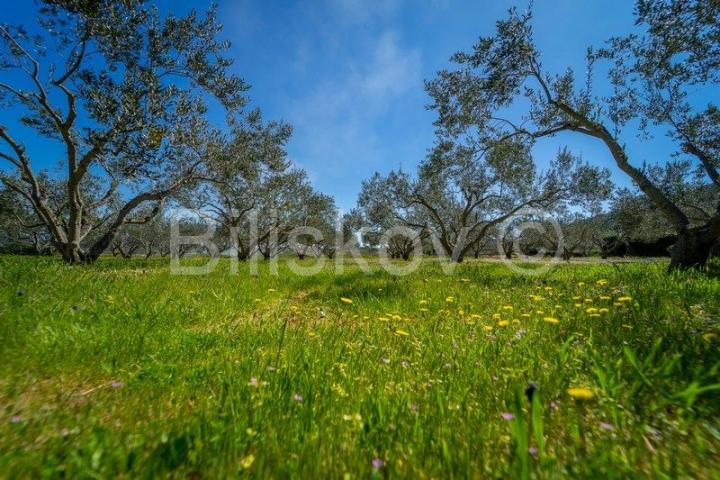 Stari Grad,  kuća 51 m2 sa maslinikom 2300 m2