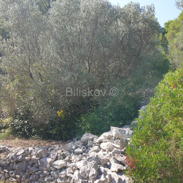 Vela Luka, prodaja poljoprivredno zemljište 10756m2