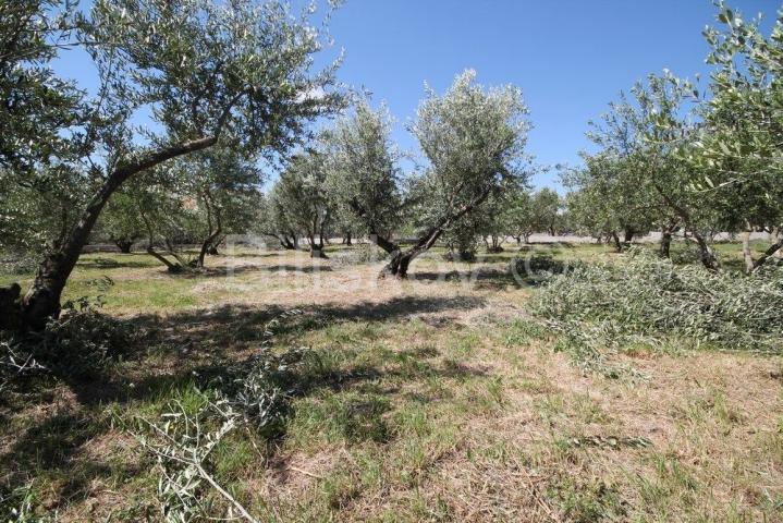 Kaštel Štafilić, Bile, građevinsko 1660m2, prodaja