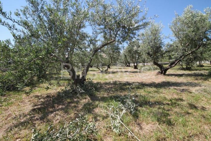 Kaštel Štafilić, Bile, građevinsko 1660m2, prodaja