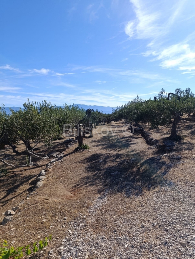 Prodaja, Maslinik 9100 m2, Supetar, Otok Brač