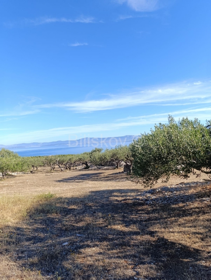 Prodaja, Maslinik 9100 m2, Supetar, Otok Brač